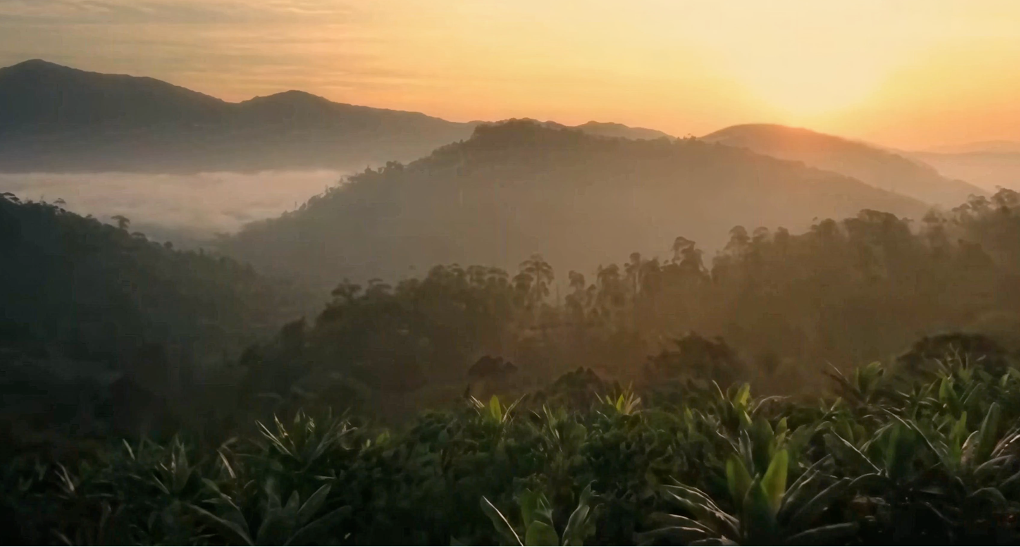 Načíst video: Vanilka z Ugandy video
